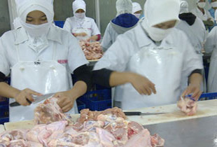 Kesehatan dan   kualitas daging ayam terjaga. (Foto: Ist)