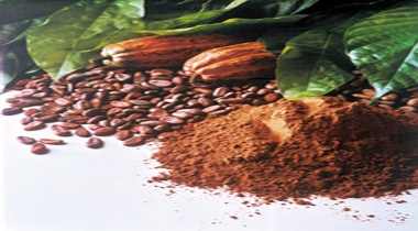 Hingga akhir Juli 2013, total ekspor produk olahan kakao setengah jadi Berdikari mencapai 1.500 ton. (Foto: Ist)